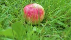 Москва. Музей-усадьба Коломенское. Много яблок