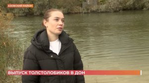 В Дон выпустили партию толстолобиков