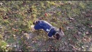 Модный йоркширский терьер Бакс. _Ломают школу в которой я учился