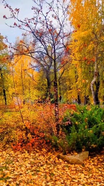 Атмосферный парк после дождя смотреть онлайн