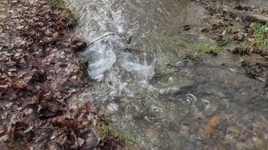 Котик сам себе гулял и водопады(1 новый)у дамбы причала. Кемерово