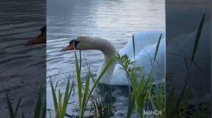 Лебеди лебеди.