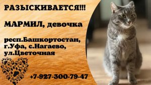 Пропала кошка! МАРМИЛ, девочка. респ.Башкортостан, г.Уфа.