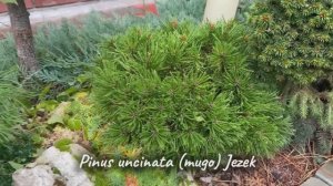 Pinus uncinata (mugo) Jezek