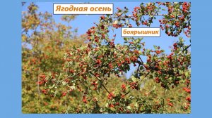 Плоды боярышника созревают еще в августе. Природа приготовила отличный подарок для птиц на зиму
