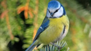 ЛАЗОРЕВКИ и большие СИНИЦЫ. 19.10.2025. Кормушки в Подмосковье.