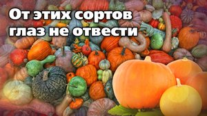 Коллекция сортов тыквы. Отлично растут на Урале