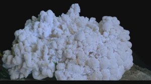 Как растут грибы. Ежовик Гребенчатый