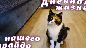 Дневная жизнь нашего прайда.