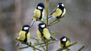 Толстые СИНИЦЫ. 20.10.2025. Кормушки в Подмосковье.