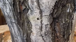 😊Просто! Березовый пень! Бетон!😊