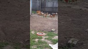 Животные.Сборник интересных моментов из жизни животных.Фильм4 .mp4