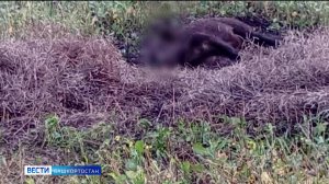 Под Уфой автофургон сбил кабана и съехал в кювет