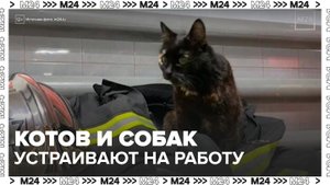 Котов и собак стали "устраивать на работу" в Москве - Москва 24
