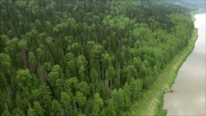 Vasilii CECEGOV  - В путь к зелёной тайге