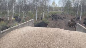 Охота на Кабана