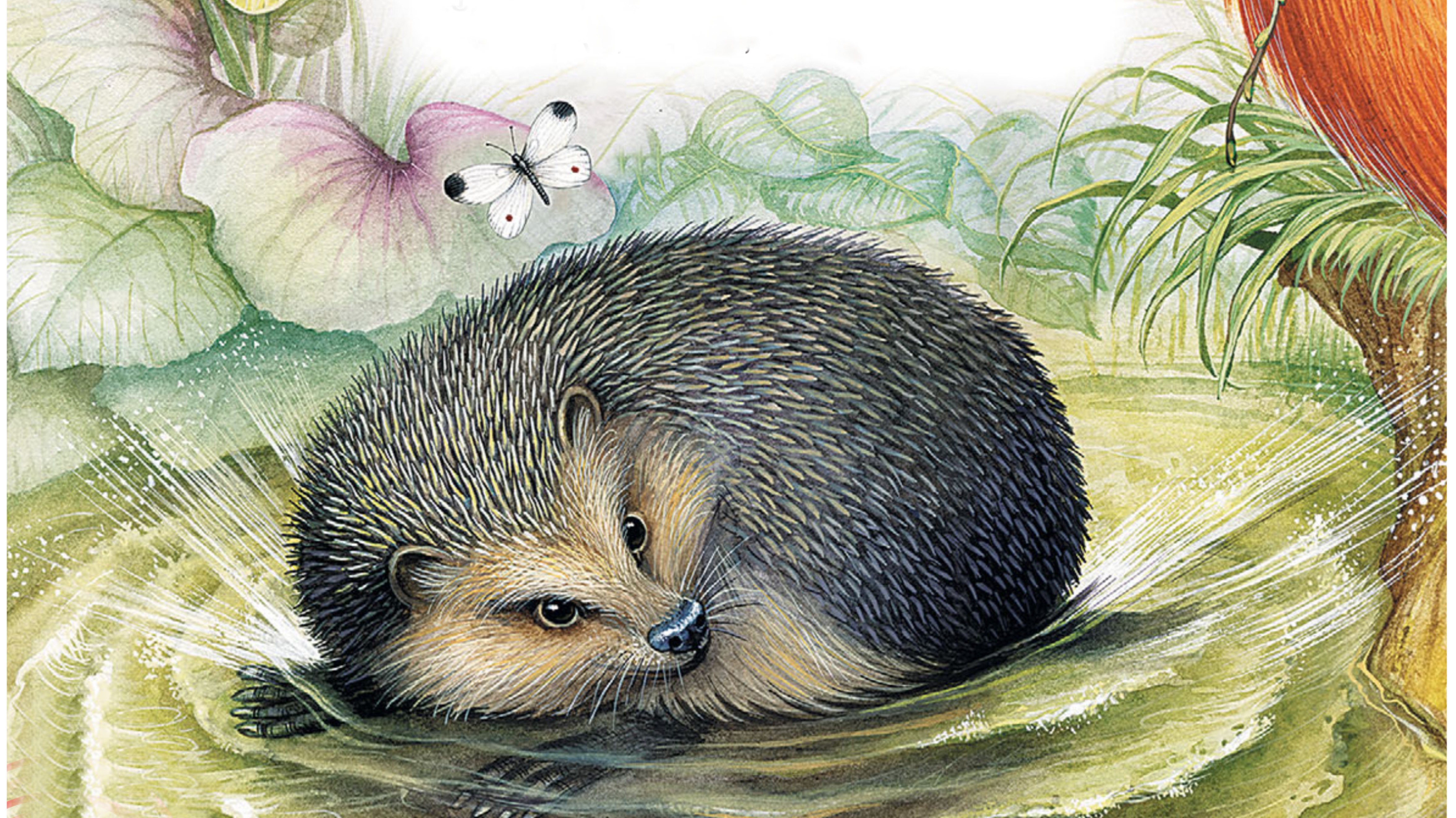 Сказка Колобок - колючий бок. В.Бианке