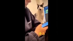 Какие милые котята 😺