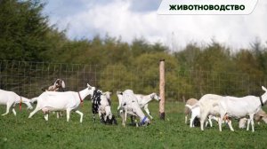 Агропромышленный комплекс 2023: животноводство