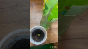 Огурцы зимой дома