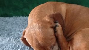 1000007538.mp4Такса Леди