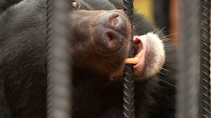 Животные ставропольского зоопарка готовятся к зиме