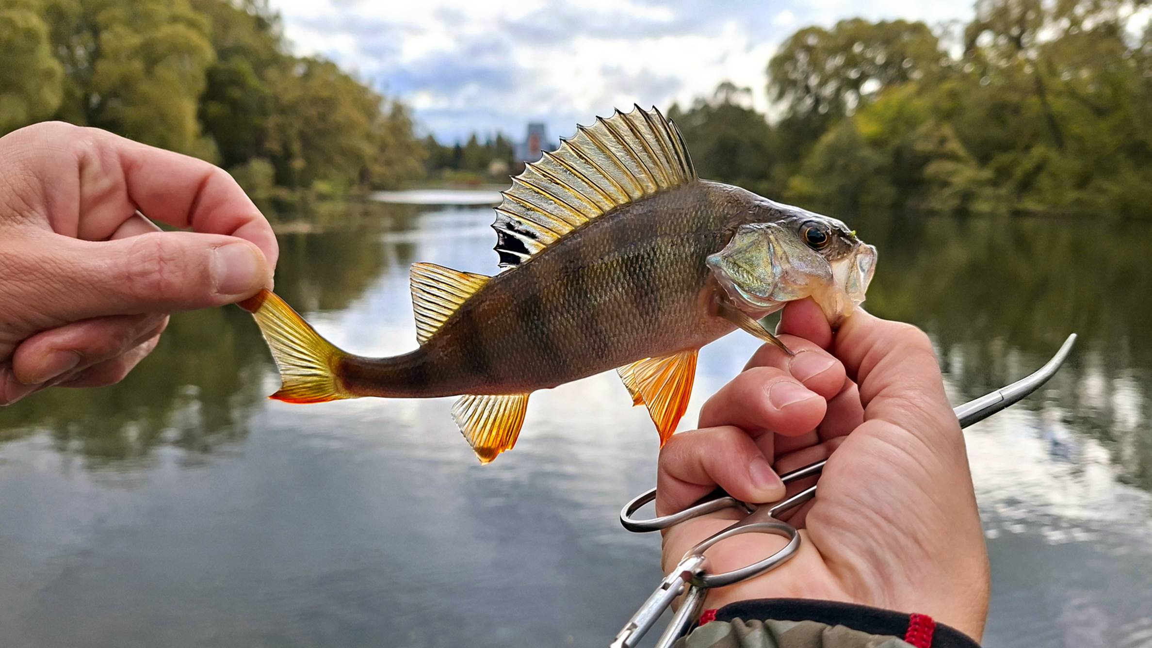 Попал на раздачу окуней в Мартемьяново! Рыбалка в Апрелевке. Мормышинг.