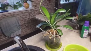 КАК ПРАВИЛЬНО УХАЖИВАТЬ ЗА ОРХИДЕЯМИ