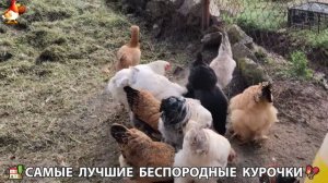 Цыплята и Курочки селяночки лучшие беспородные несушки 🥚 (362)