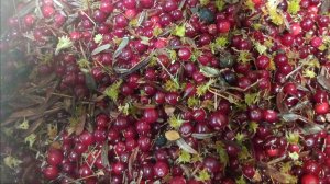 Полезный клюквенный Морс или Отвар.Что лучше.Как мы его готовим.