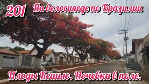 Плоды Кешью. Ночевка в поле. На велосипеде по Южной Америке.День 201 Бразилия