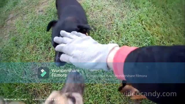 собаки ждут своих мам пап