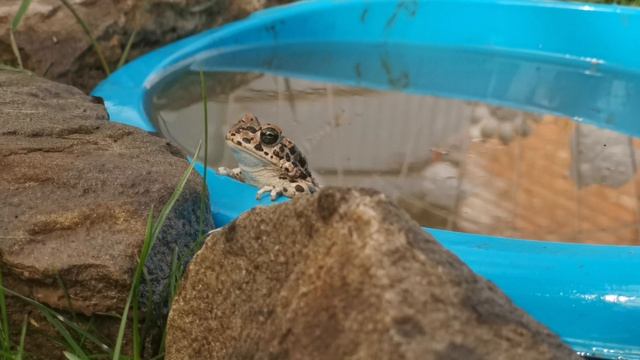 Жаба, она же лягушка в тазике 2