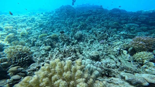 Египет 2025 морская прогулка Хургада смотреть онлайн