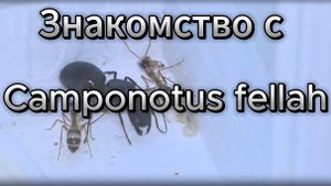 Знакомство с Camponotus fellah: матка и первые рабочие муравьи