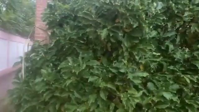 Хищный гриб против разбушевавшихся патогенов.