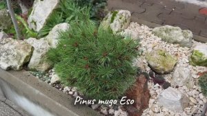 Pinus mugo Eso