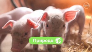 Россия мои горизонты 23.10.25г. Видеоролик о формуле