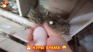 Куры Брама с лохматыми лапами прекрасные несушки (67)