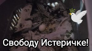 22-10-2025. Свободу Истеричке! / Свиристель начал есть сам.