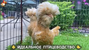 Идеальное птицеводство достойно восхищения 🐓🦆🦢🦚🦃🐔 эпизод (377)