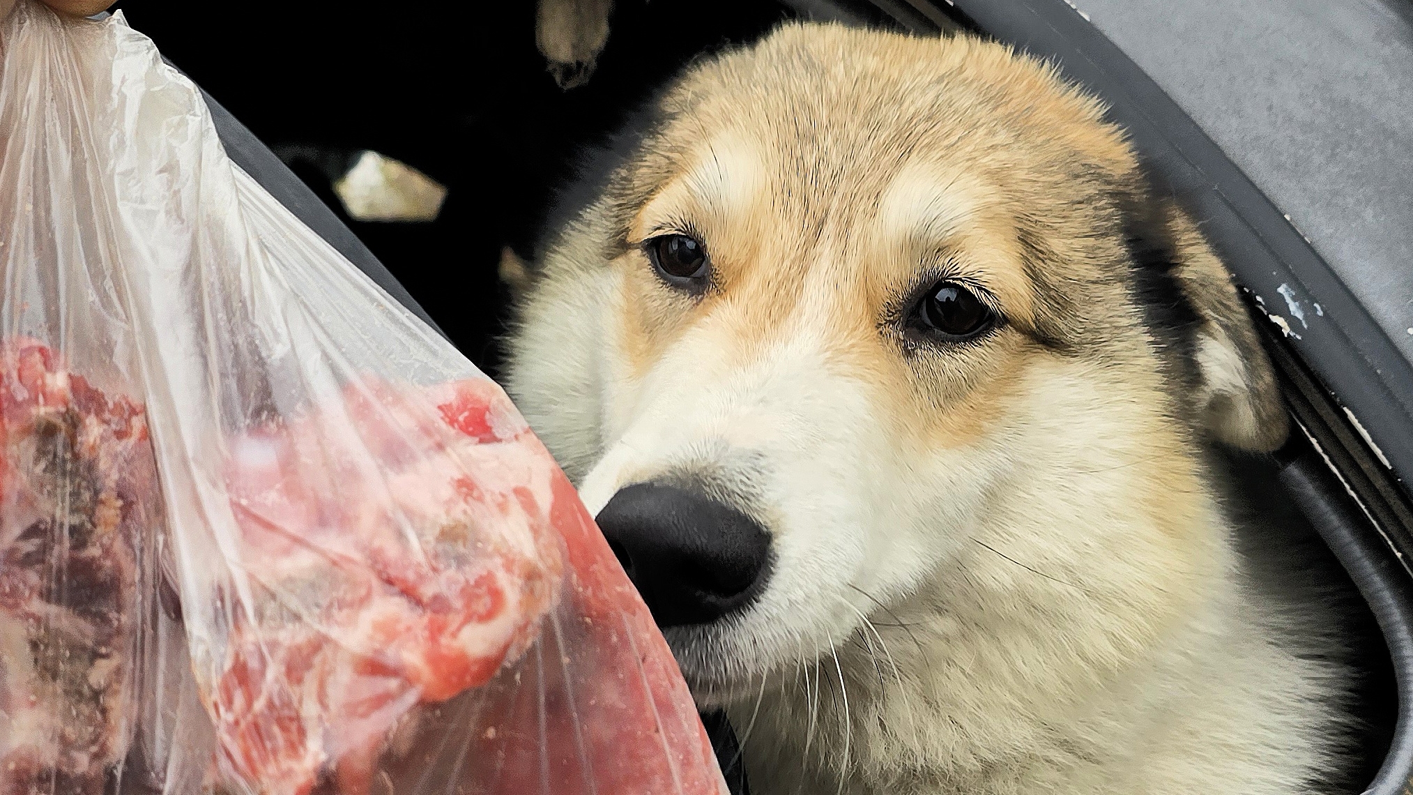 Все хотят кушать