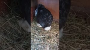 Готовим кроликов к морозам