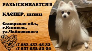 Пропала собака! КАСПЕР, шпиц. Самарская обл., г.Киннель.