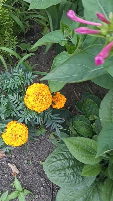 Цветы в Кобулети (Грузия) 12.07.2025