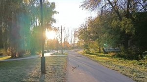 Очень красивая природа 🍁🍁🍁🍁🍁🍁🍁Риччи и Лорд 🐶🐶Лорд после операции 🐶