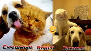 Когда работать просто невозможно.Самые смешные видео приколы|Юмор и Приколы