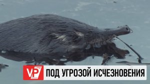 В ВОЛГОГРАДСКОЙ ОБЛАСТИ НАШЛИ НОВЫЕ МЕСТА ОБИТАНИЯ РЕЛИКТОВОЙ РУССКОЙ ВЫХУХОЛИ