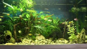 Аквариум 120 литров с музыкой на любой вкус