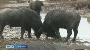 Точкой притяжения для туристов на Ставрополье стала буйволиная ферма